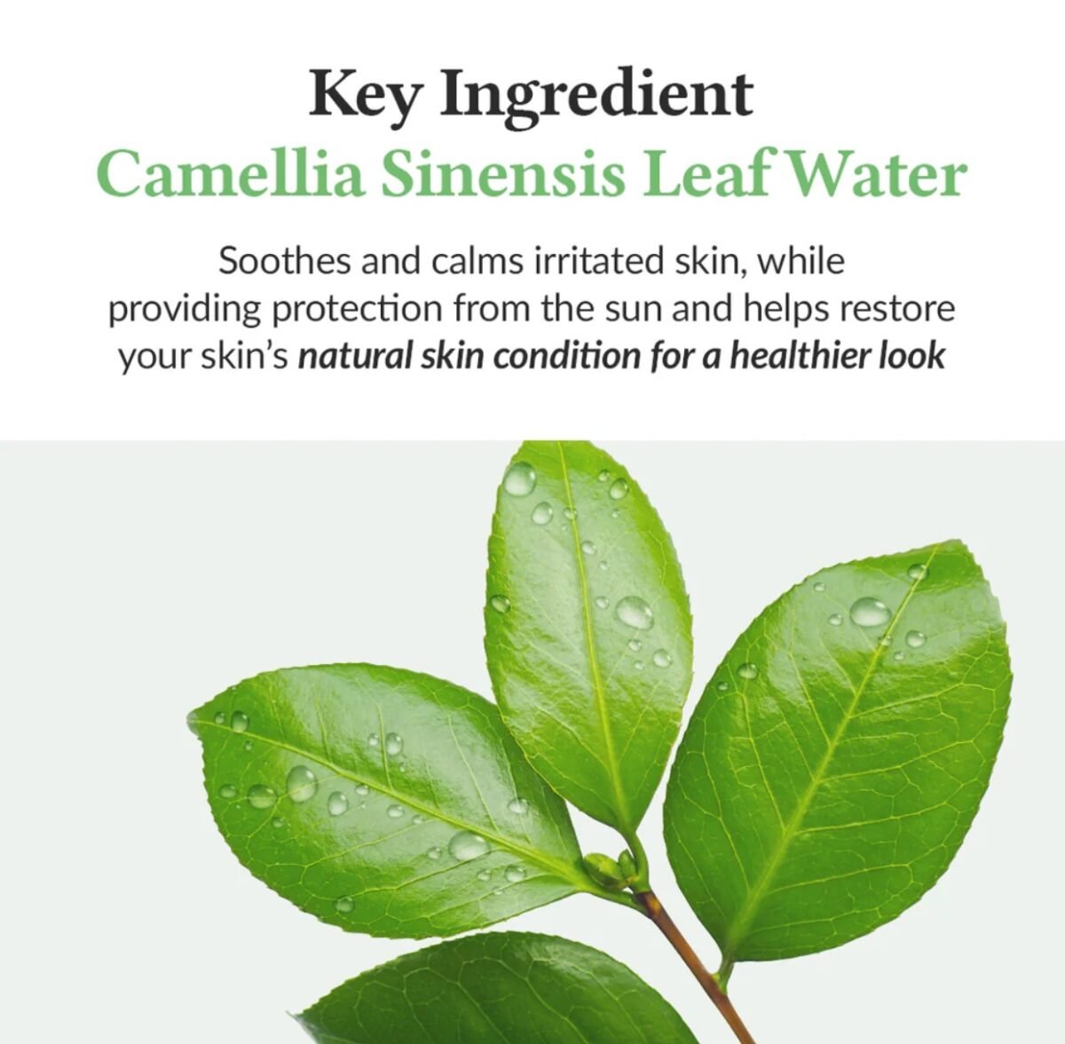Dr.althea Green Tea Fresh Sunscreen 45ml - Image 4